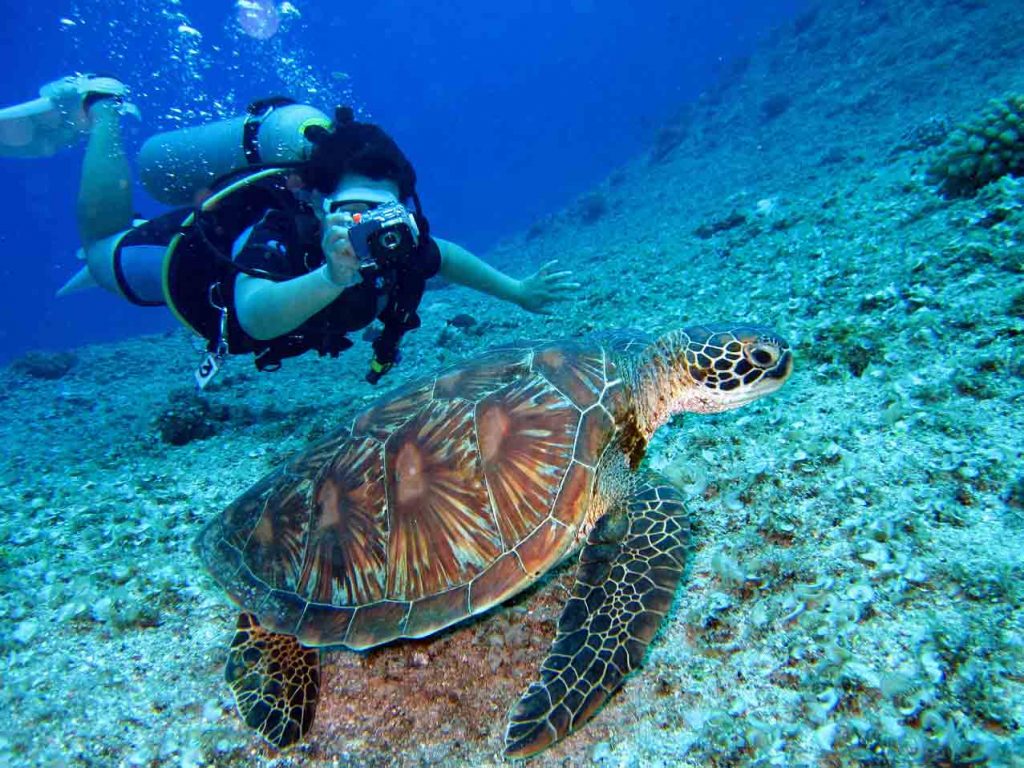 Snorkeling and Turtle Breeding Island Tour - Bali Diving Activities