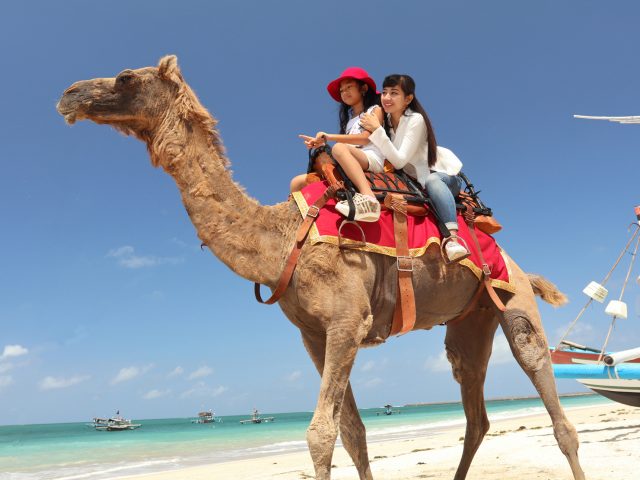 Bali Camel Adventure - Bali Fun Activities