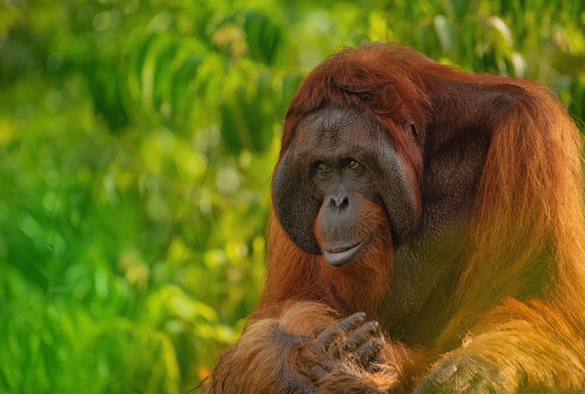 4 Days 3 Nights Great Orangutan Tour - Borneo Island