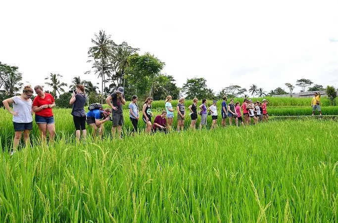 Ubud Paddy Walking - Bali Trekking