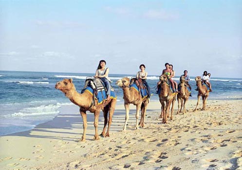 Bali Camel Safari - Bali Fun Activities