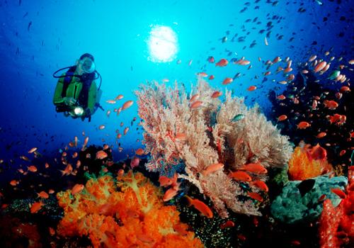 Komodo Diving Package 4 Days 3 Nights - Komodo Diving