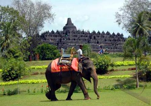 Elephant Safari Borobudur Tour - Borobudur Temple