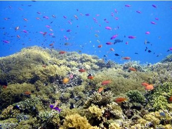 3D2N Bunaken Manado - Manado Explorer