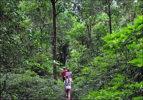 Jungle Trip - Bali Trekking