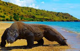 Komodo Mbeliling and Trekking 4 Days / 3 Nights - Komodo Adventures