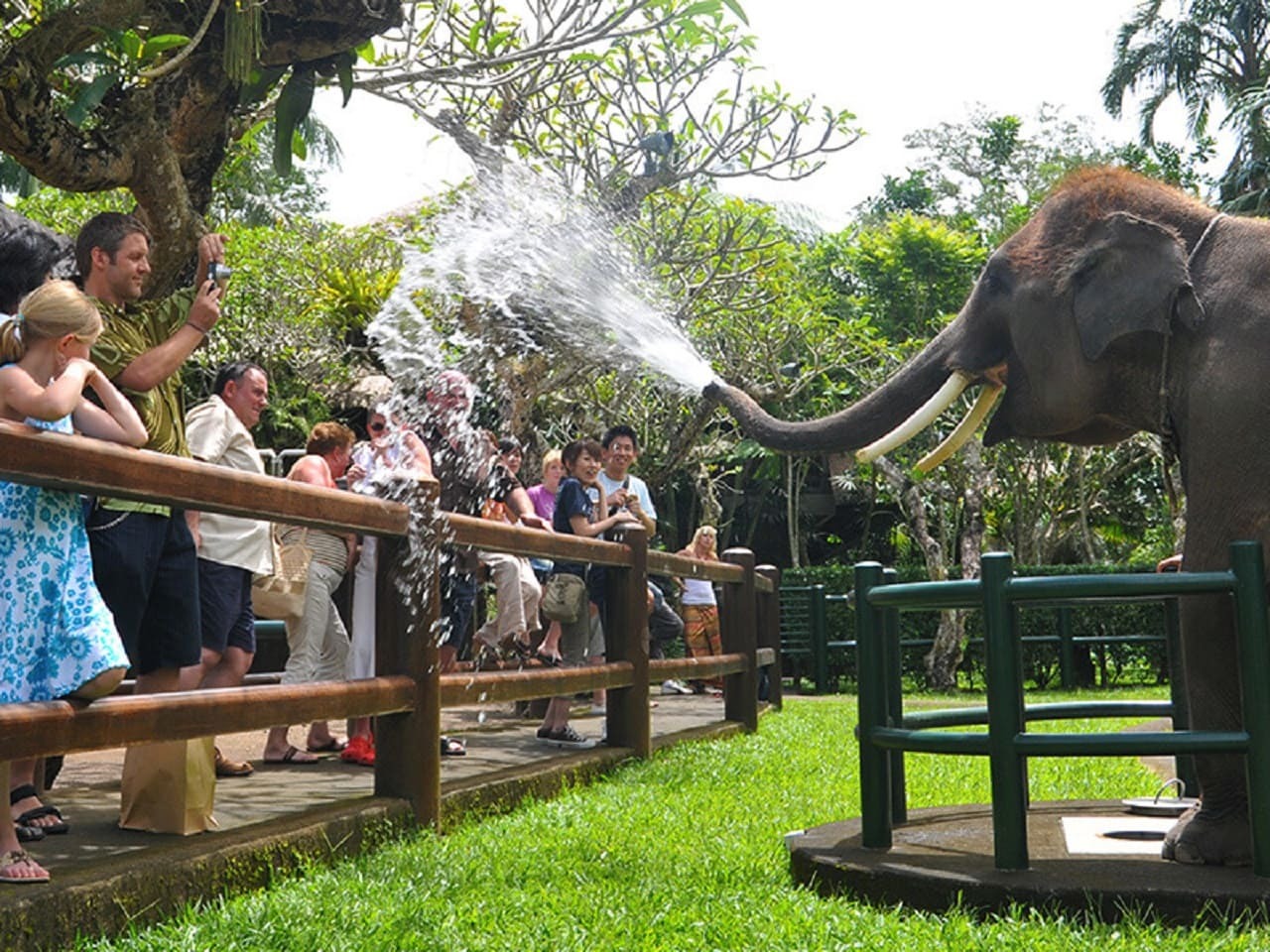 Elephant Park Visit Packages by Mason Elephant Park - Bali Fun Activities