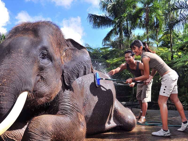 Jumbo Wash Packages by Mason Elephant Park - Bali Fun Activities