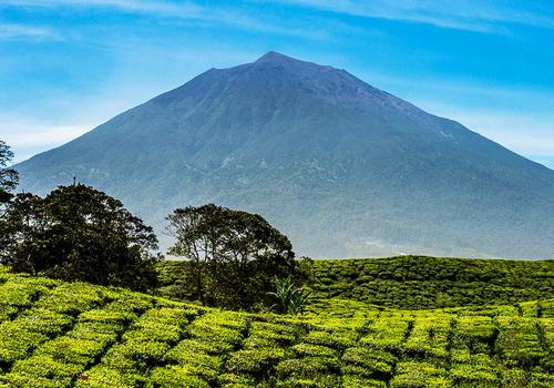 Fantastic Kerinci Seblat Tour 14 Days - Tangkahan Adventure