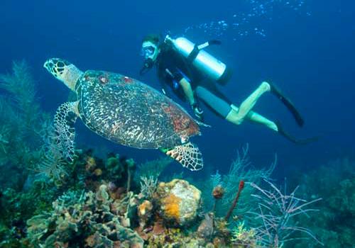 Nautilus Diving Bali - Bali Diving Activities
