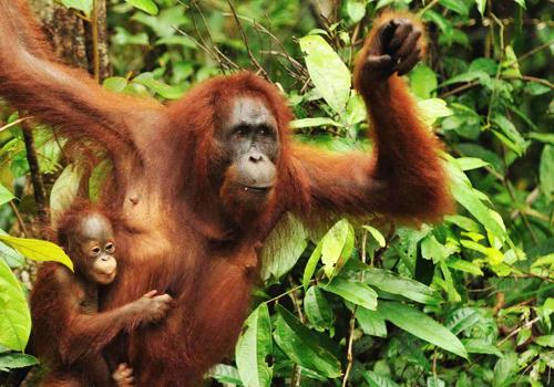 Mahakam and Orangutan Tour 4 Days - Borneo Island