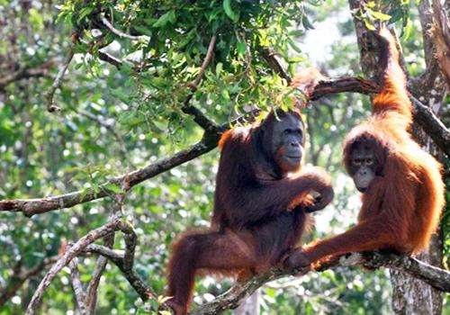 Orangutan Tour 4 Days 3 Nights - Borneo Island