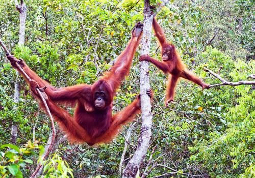 Orangutan and Dayak Tour 6 Days - Borneo Island