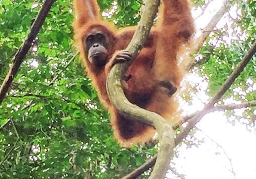 Leuser National Park Trekking 5 Days 4 Nights - Sumatra Adventure