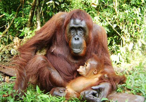 Cross Borneo Orangutan 20 Days - Borneo Island
