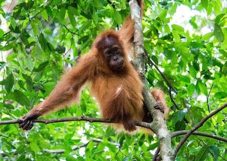 Leuser National Park Trekking 3 Days 2 Nights - Sumatra Adventure