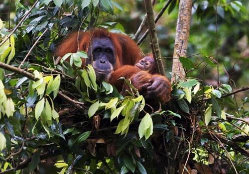 Orangutan and Elephant Tour 10 Days - Sumatra Adventure