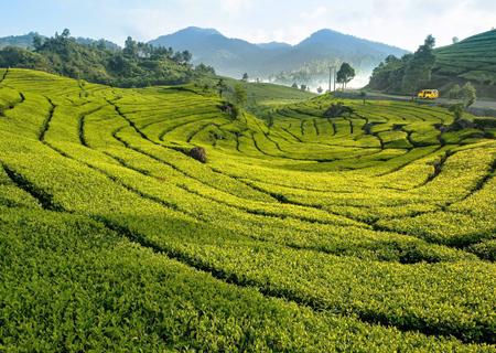 The Breeze of Puncak Bogor Highlands - Jakarta City