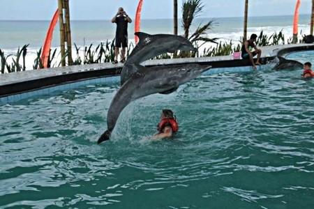 Wake Bali Dolphin - Bali Fun Activities